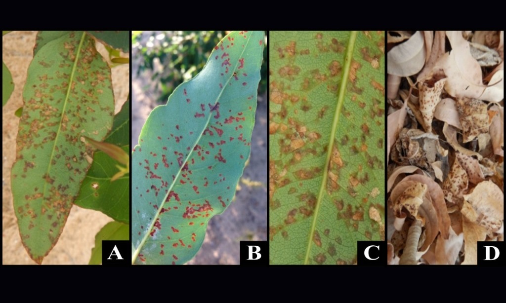 Sintoma da mancha bacteriana na folha de eucalipto. B: Lesões angulares, ressecadas, com perfurações nos centros. C: Lesão tipo anasarca característica da doença. D: Desfolha ocasionada pela doença.  (Foto: Divulgação)